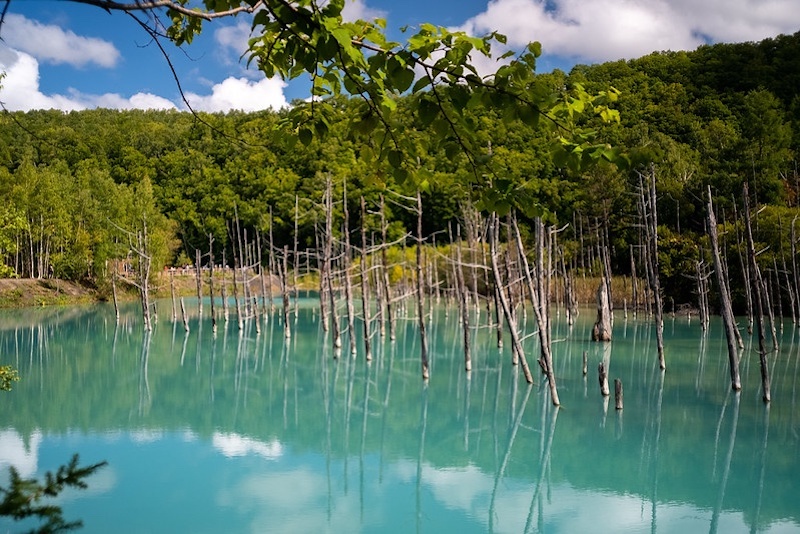 El estanque azul de Hokkaido y los árboles alerces Japoneses